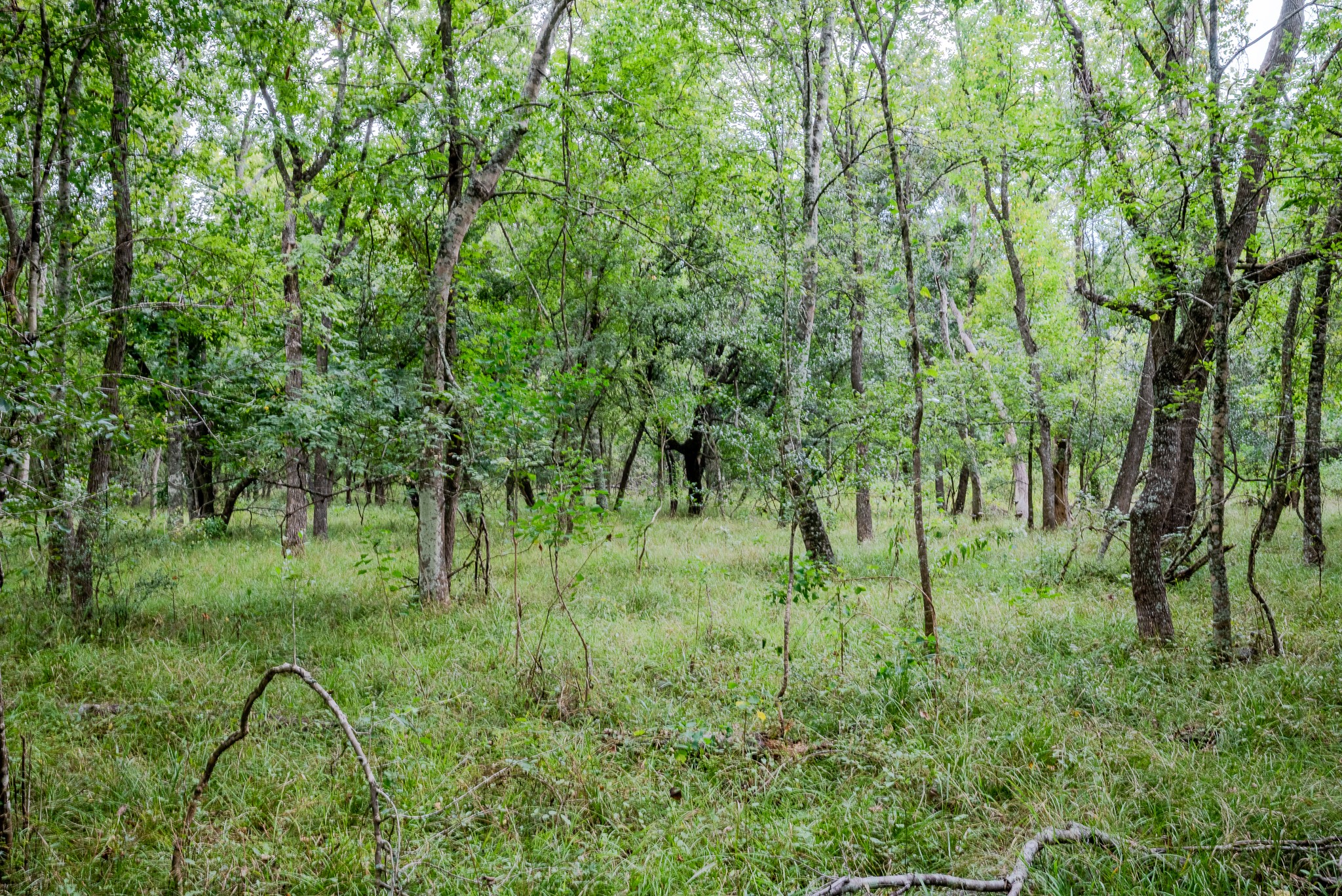 2 Charlie Meyer Road Damon, TX 77430 - Photo 27 of 35 a view of lush green forest