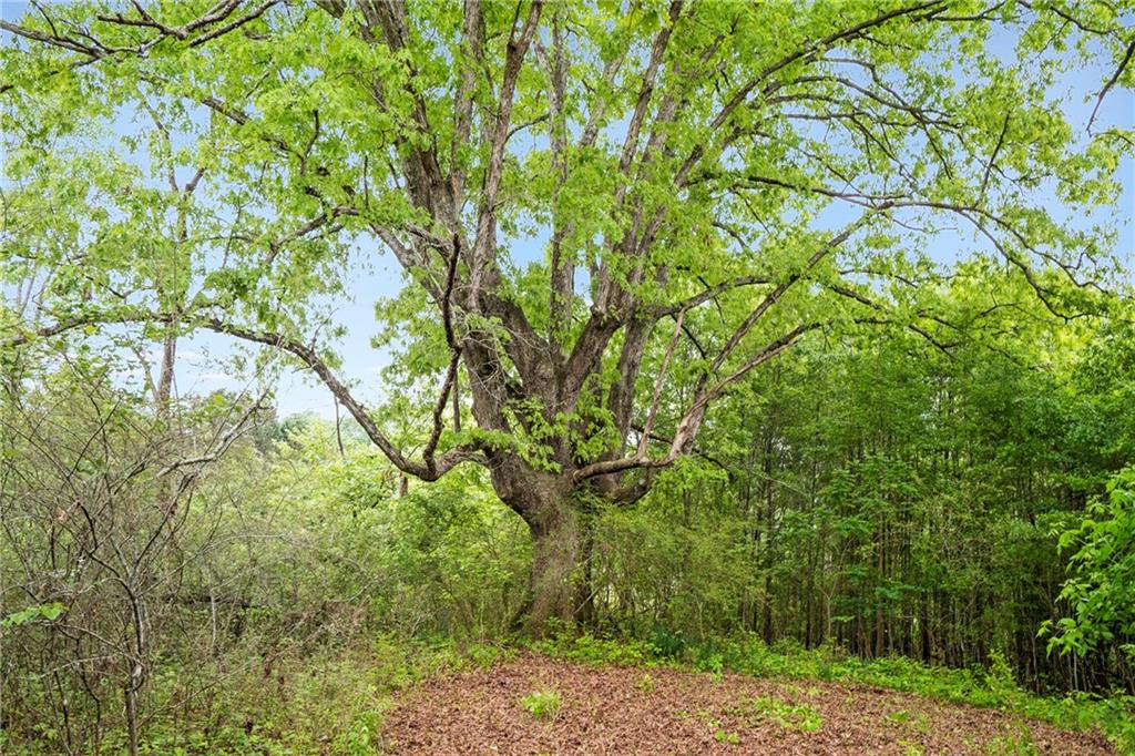 0 Mountain Road Alpharetta, GA 30004 - Photo 8 of 32 a backyard of a house with lots of trees