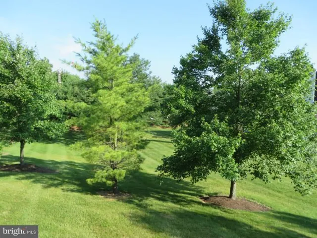 a view of a lush green space