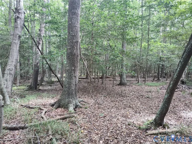 a view of a forest filled with trees