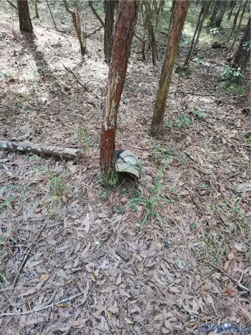 a view of a yard with a tree