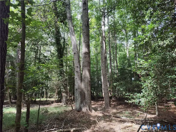 a view of a forest with trees
