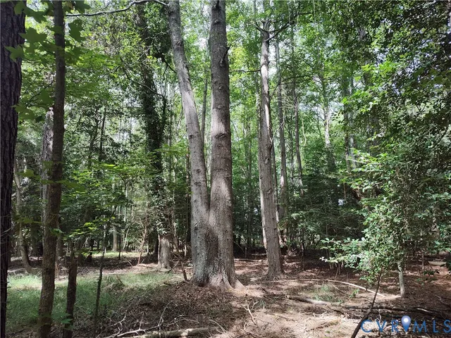 a view of a forest with trees