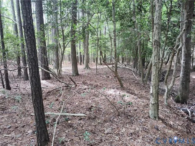 a view of a forest filled with trees and trees
