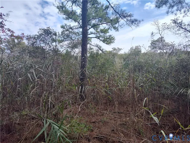 a view of a forest with lots of trees