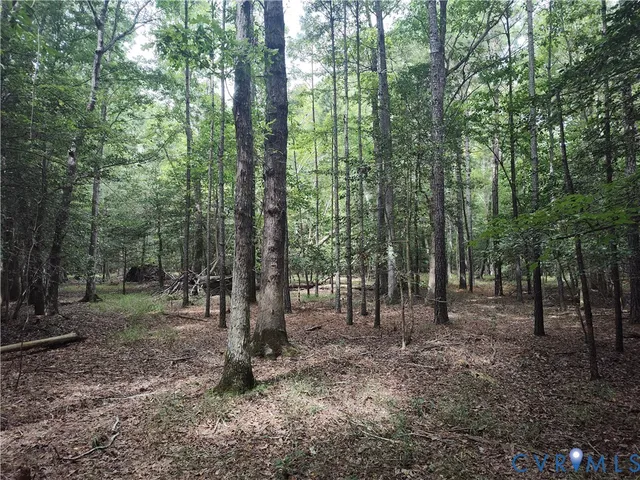 a view of a forest with trees in the background