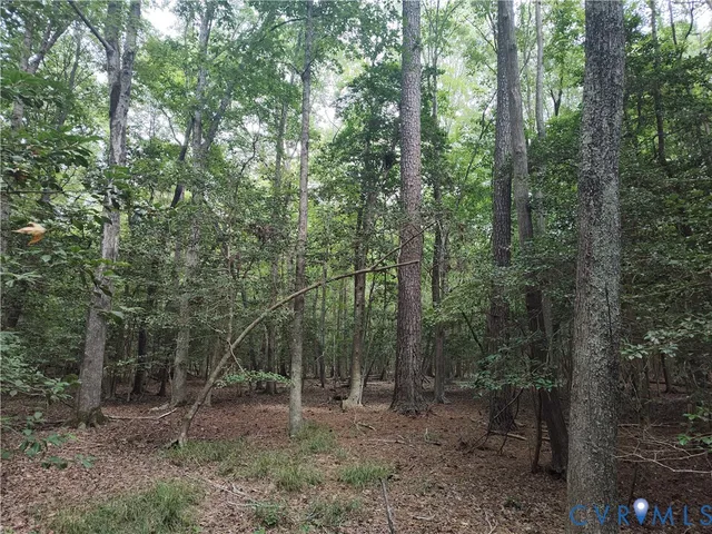 a view of a forest with trees in the background