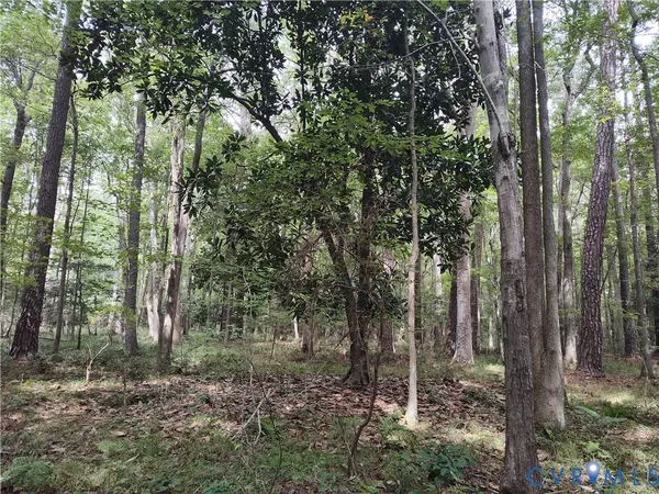 a view of a forest
