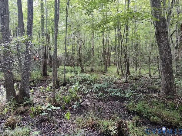 a view of forest