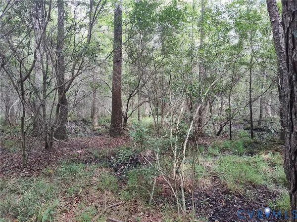 a view of a forest with trees in the background