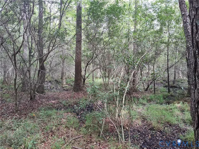 a view of a forest with trees in the background