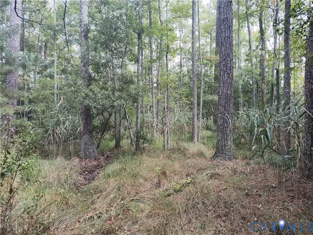 a view of a forest with trees in the background