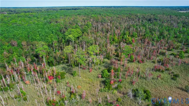 a view of a garden with a plant