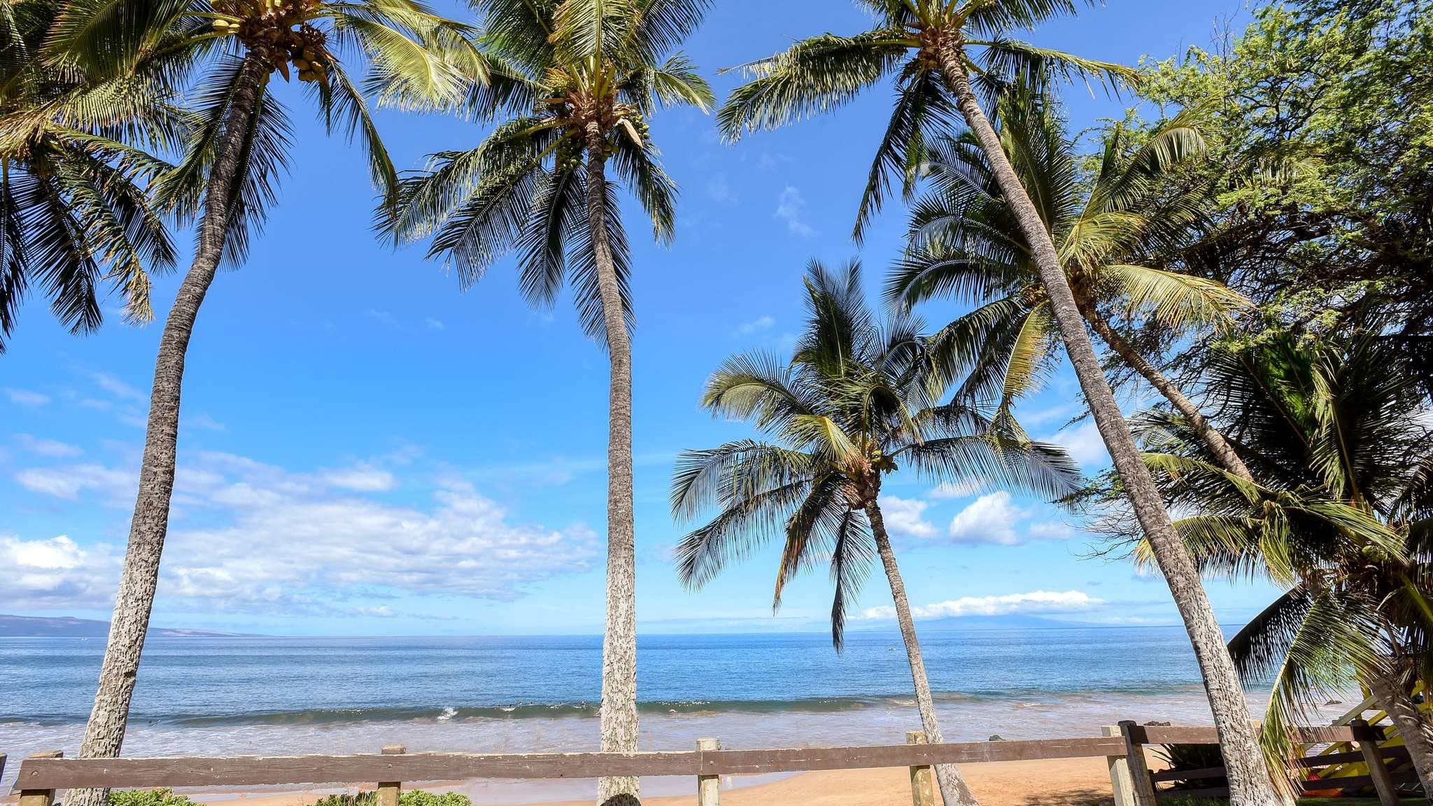 2619 South Kihei Road, Unit 309A Kihei, HI 96753 - Photo 39 of 41 a view of palm trees