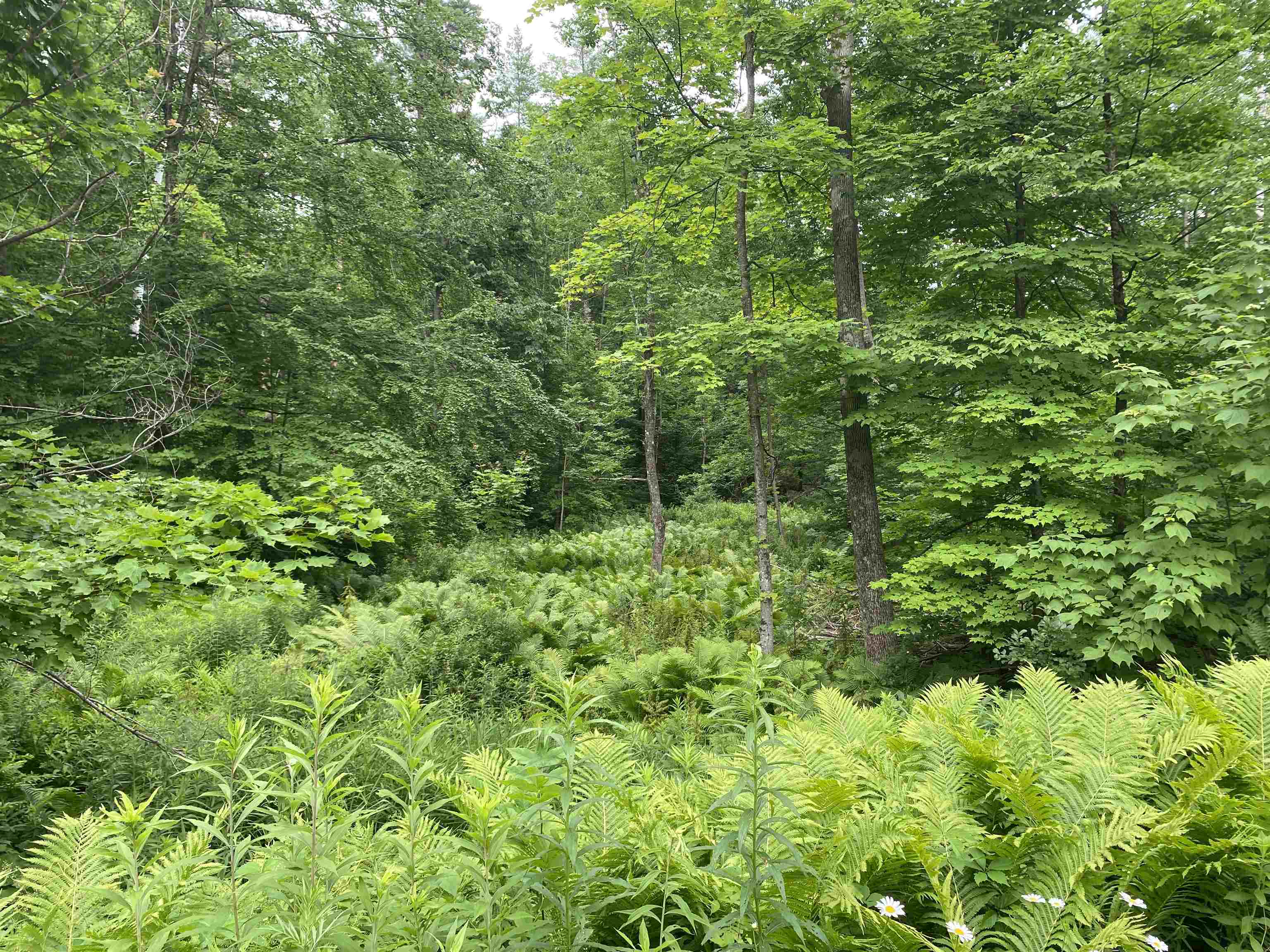 1 Ballard Farm Road Wells, VT 05774 - Photo 2 of 5 Gallery Image 2