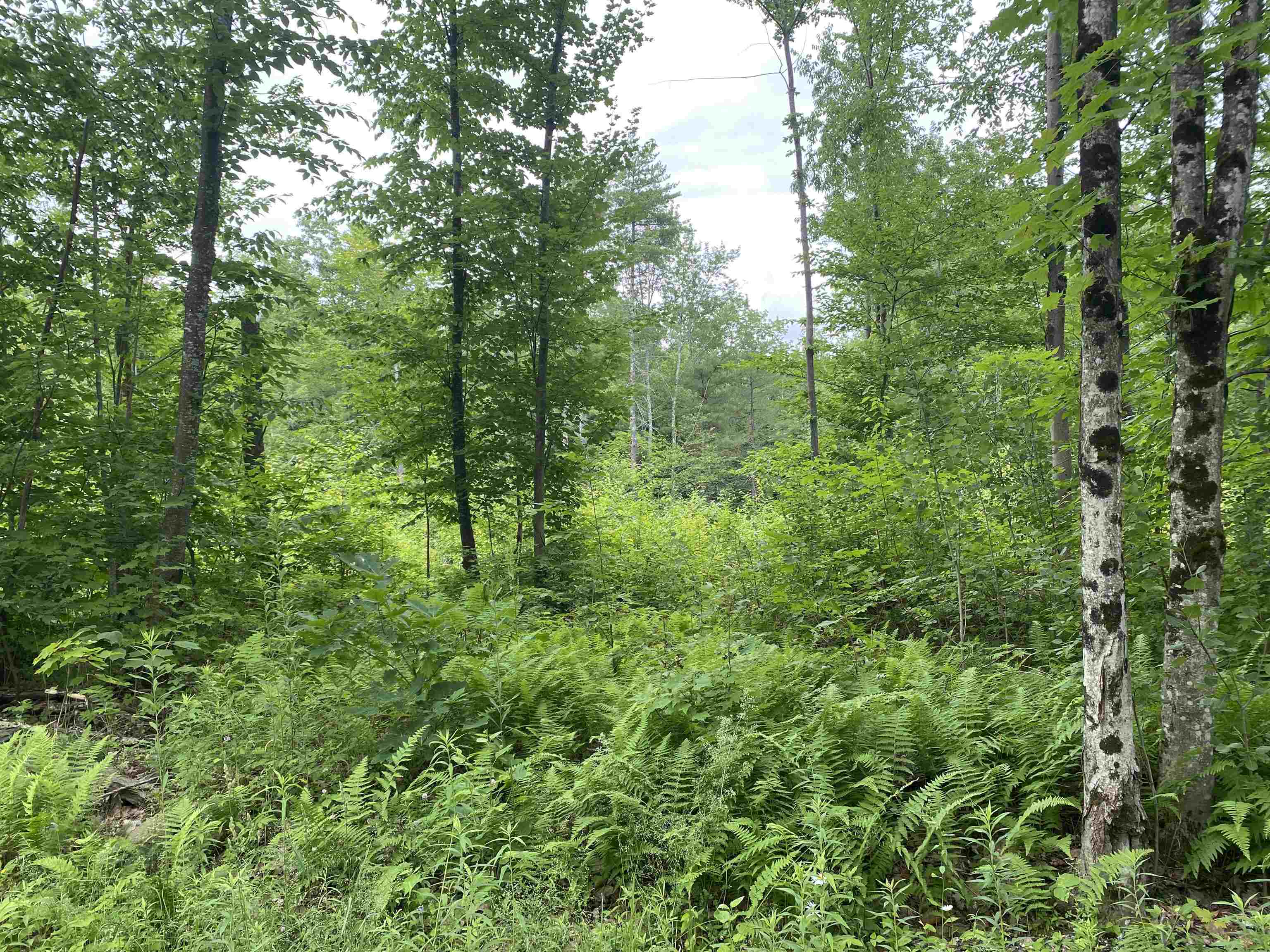 1 Ballard Farm Road Wells, VT 05774 - Photo 3 of 5 Gallery Image 3