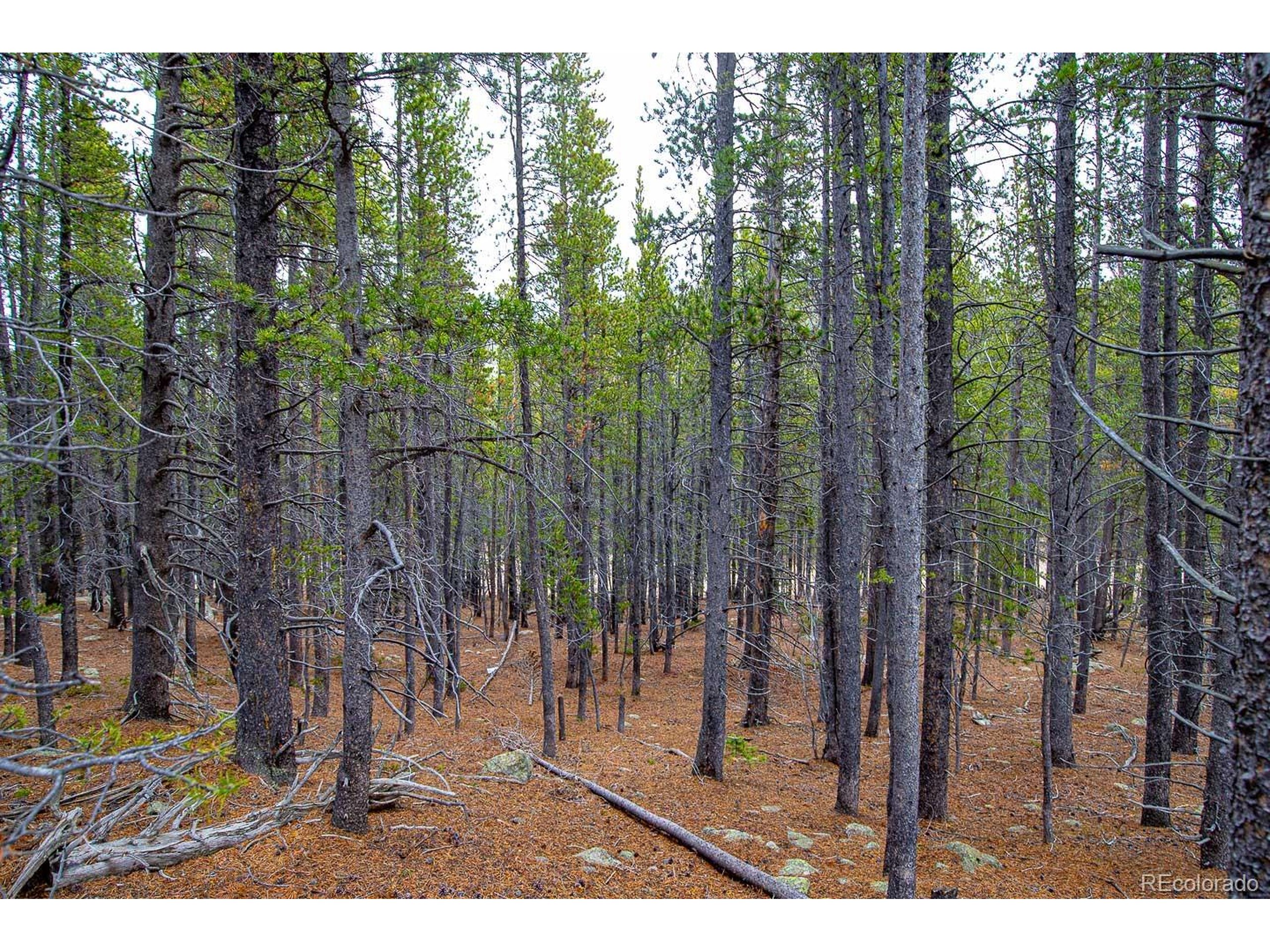 935 Silver Creek Road Idaho Springs, CO 80452 - Photo 3 of 38