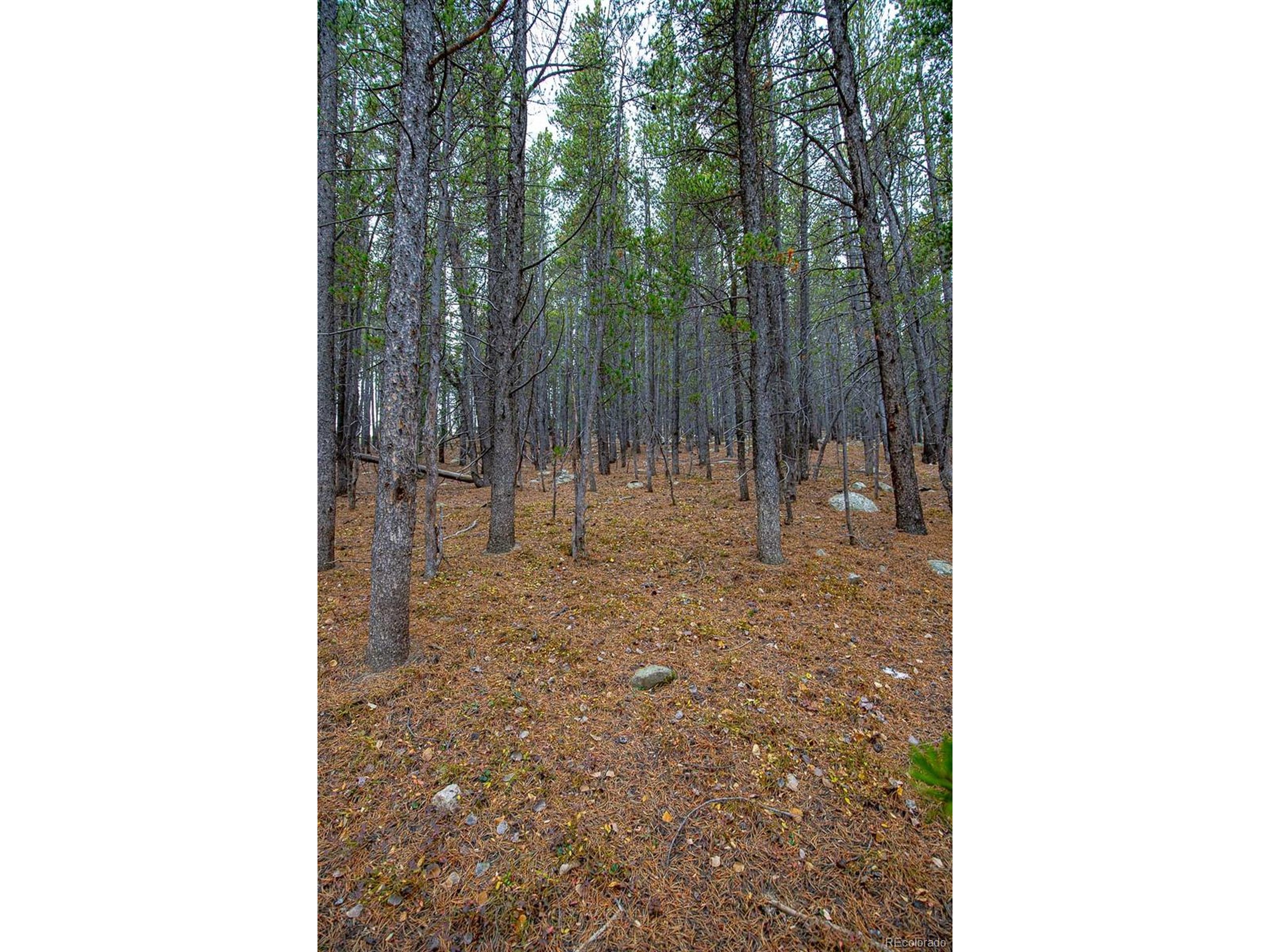 935 Silver Creek Road Idaho Springs, CO 80452 - Photo 4 of 38