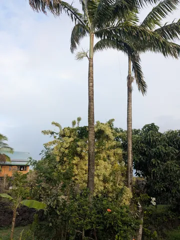 $165,000 | 12-7136 Lot 98 Kalaunu Street, Pahoa, HI 96778