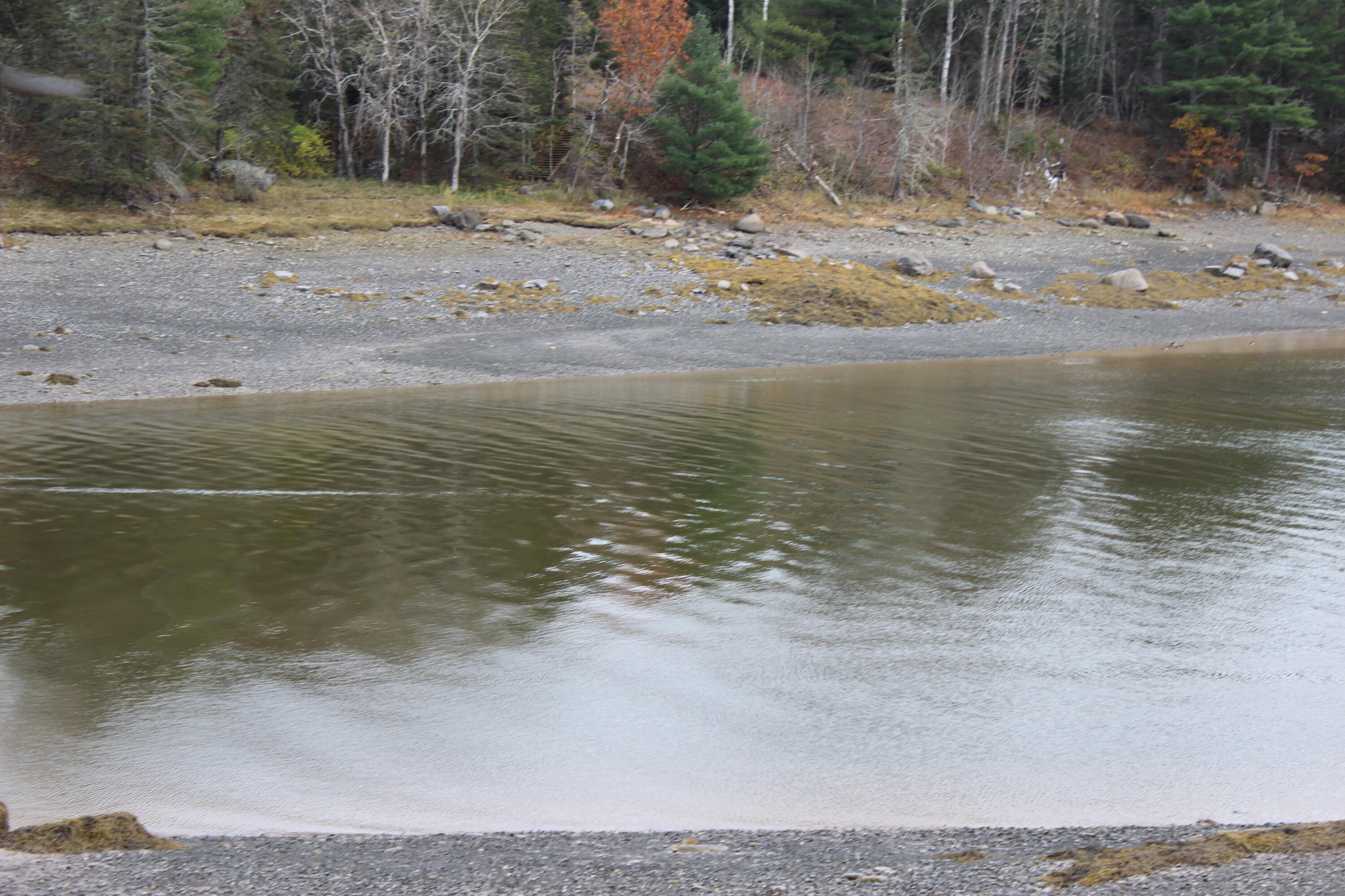 Lot #5 Hardy Point Road Pembroke, ME 04666 - Photo 8 of 19 IMG_3282