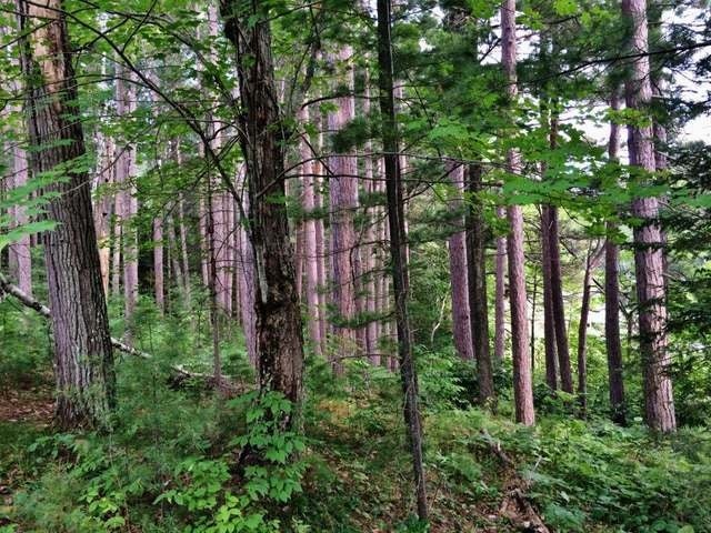 Off Buckhorn Lane Rhinelander, WI 54501 - Photo 10 of 19 Gallery Image 10