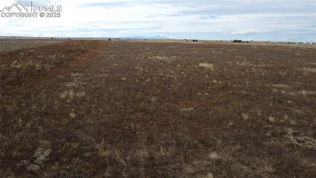 a view of a dry yard with trees