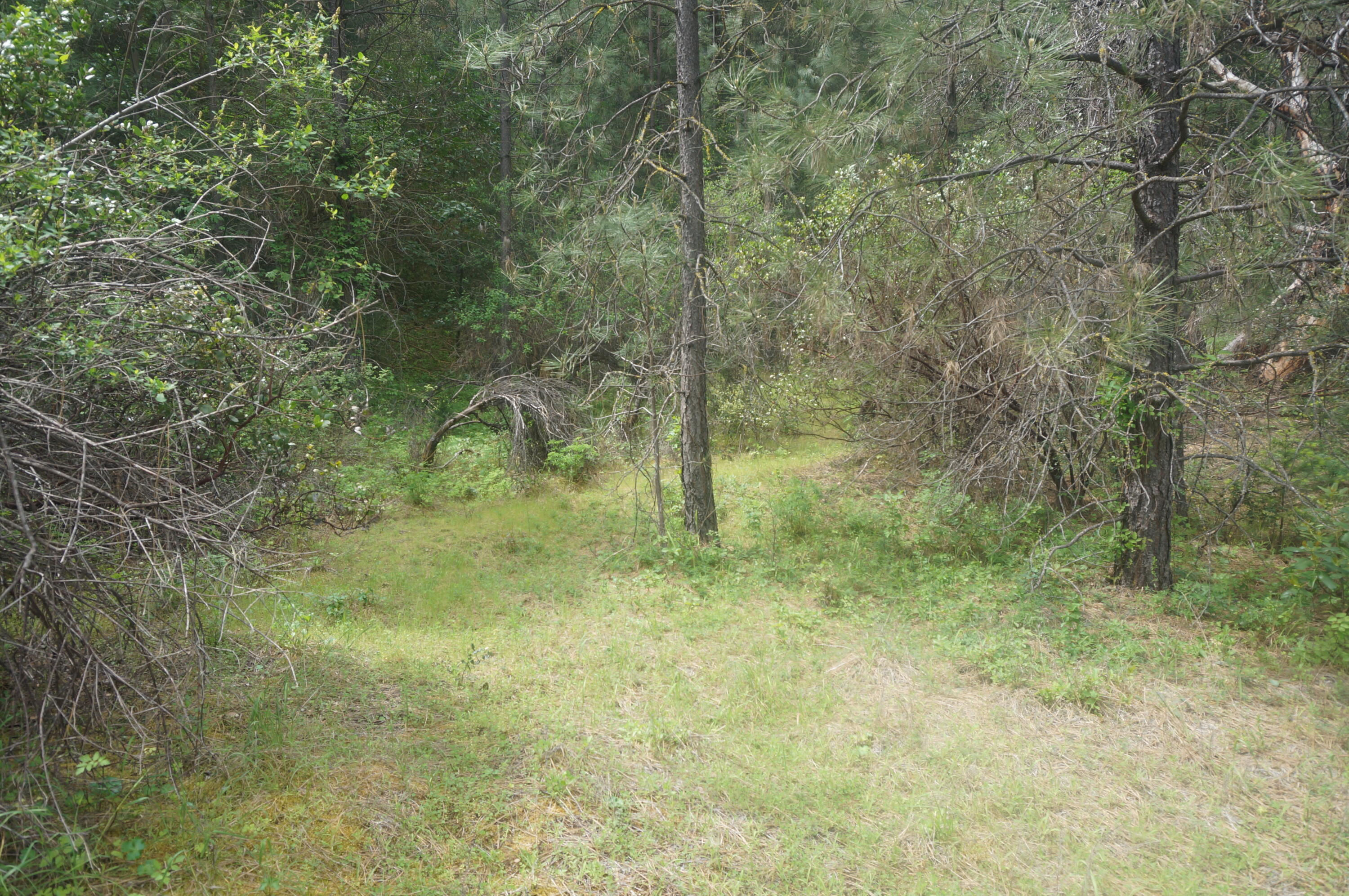 6269 Dutch Creek Road Junction City, CA 96048 - Photo 5 of 33 31.07 acres off Dutch Creek 059