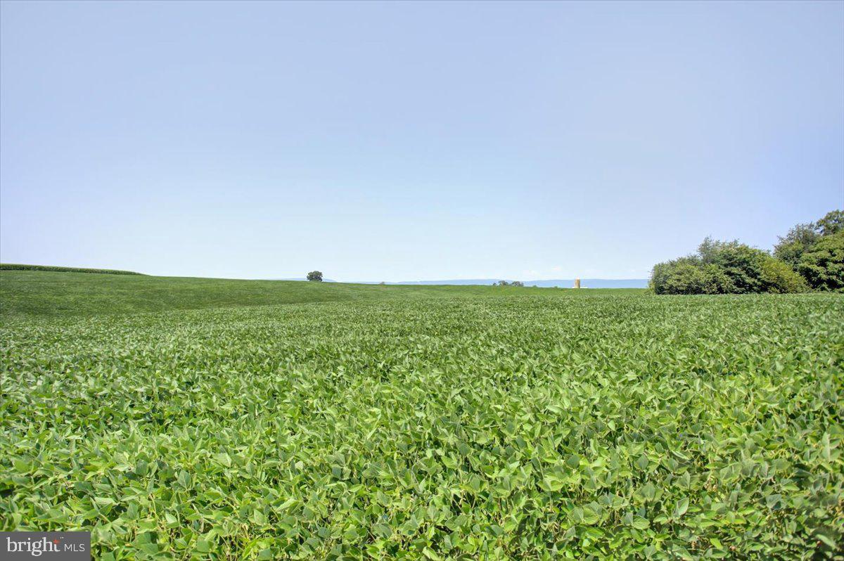 8582 Rice Road Shippensburg, PA 17257 - Photo 8 of 41 a view of a grassy field with an trees