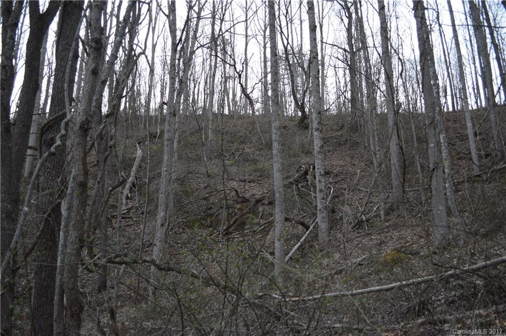 611 Wilson Cove Road Canton, NC 28716 - Photo 8 of 17 a view of a forest with a trees