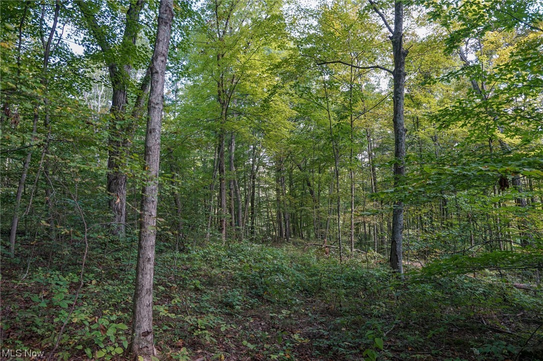 555 State Route Blue Rock, OH 43720 - Photo 17 of 28 View of nature