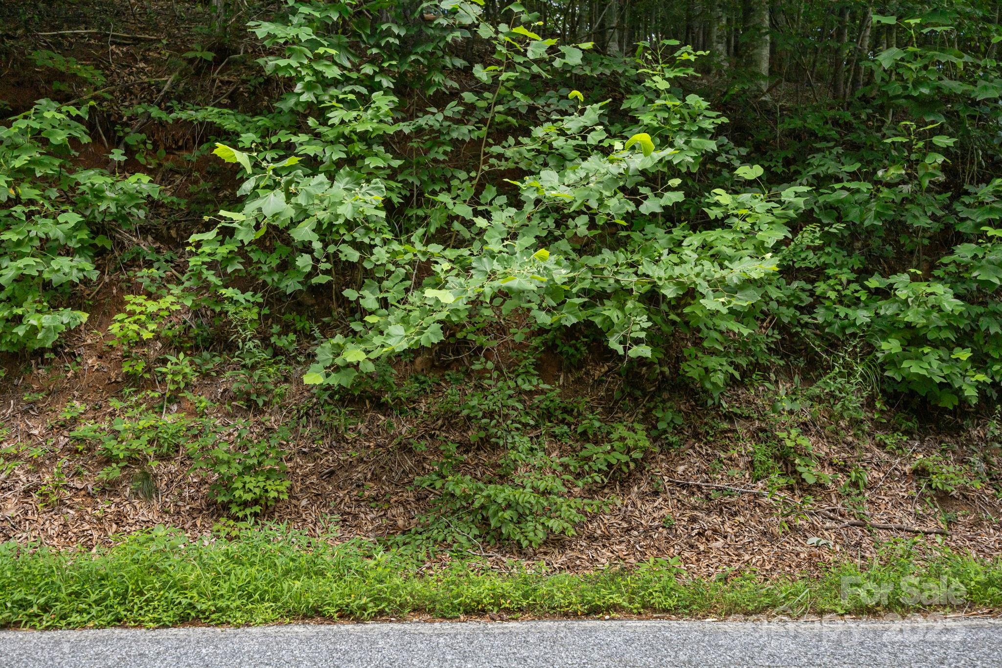1296 Sheets Gap Road Millers Creek, NC 28651 - Photo 13 of 14 a view of a yard