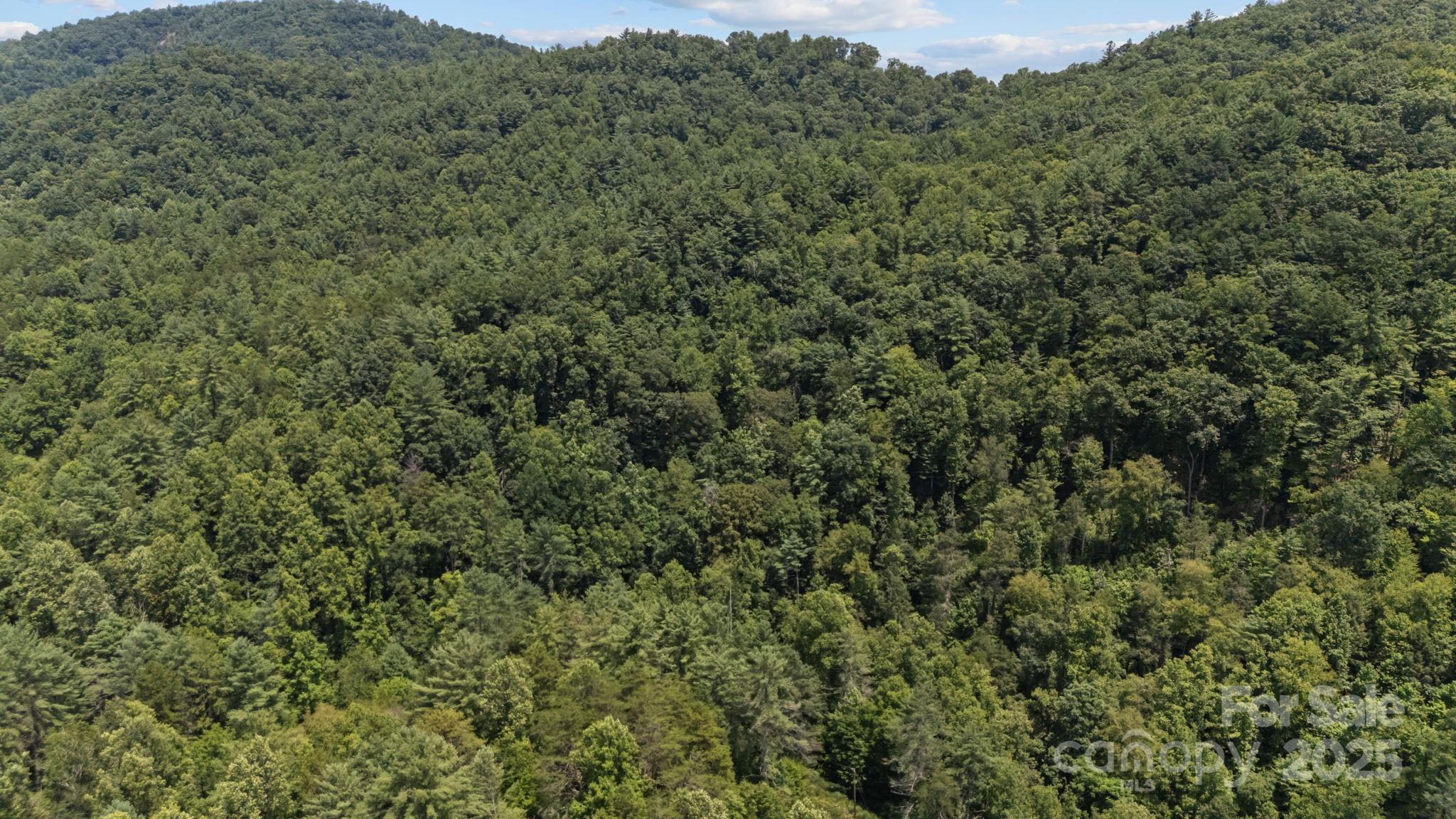 1296 Sheets Gap Road Millers Creek, NC 28651 - Photo 5 of 14 a view of a large yard with lots of green space