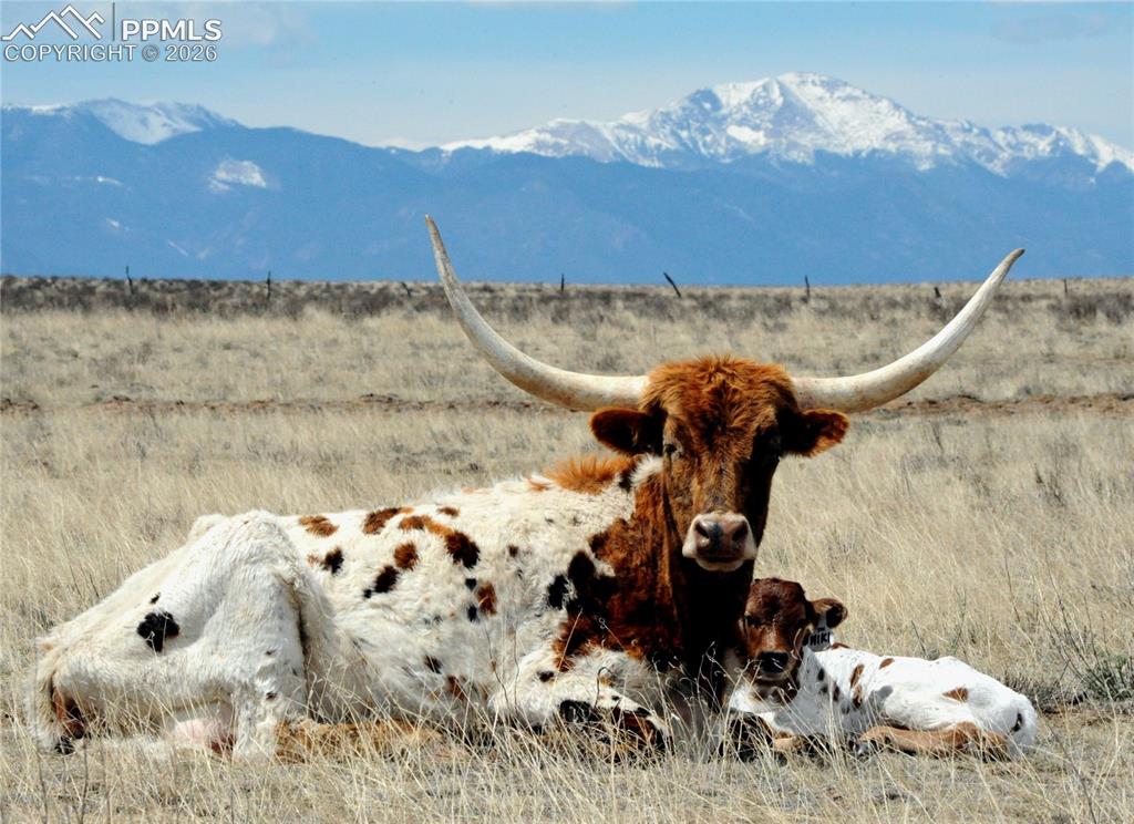 20523 Silverado Hl Loop Colorado Springs, CO 80928 - Photo 5 of 13 GRAZING TEXAS LONGHORN CATTLE.