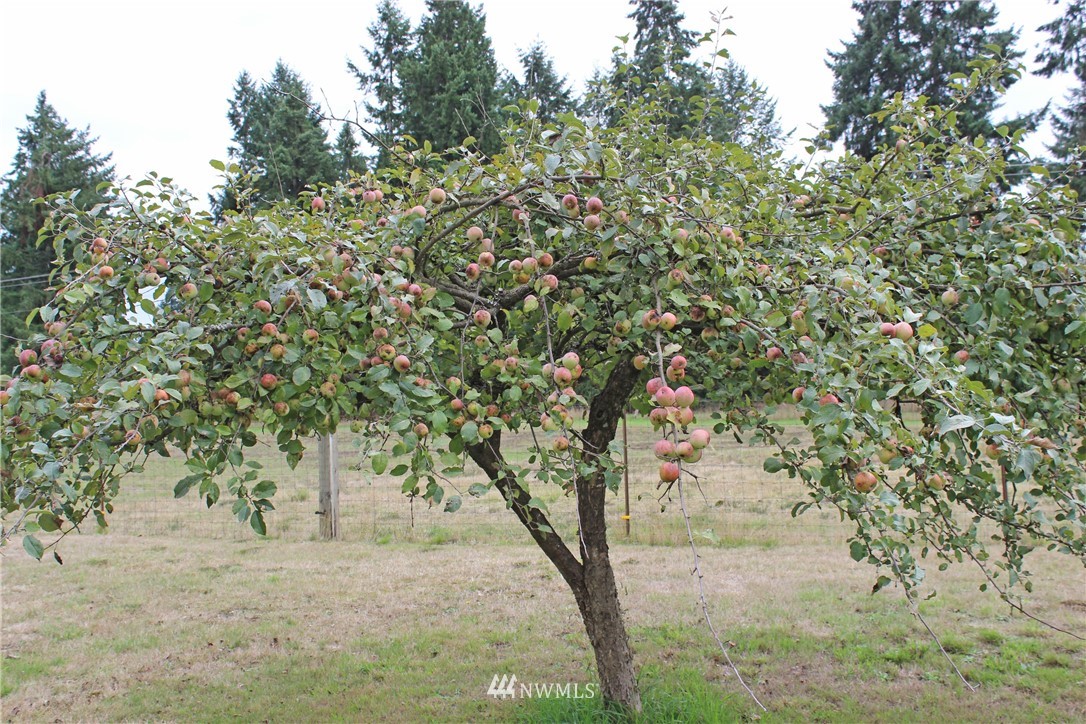 17238 Weaver Lane Southwest Rochester, WA 98579 - Photo 13 of 24 a view of a yard with a tree