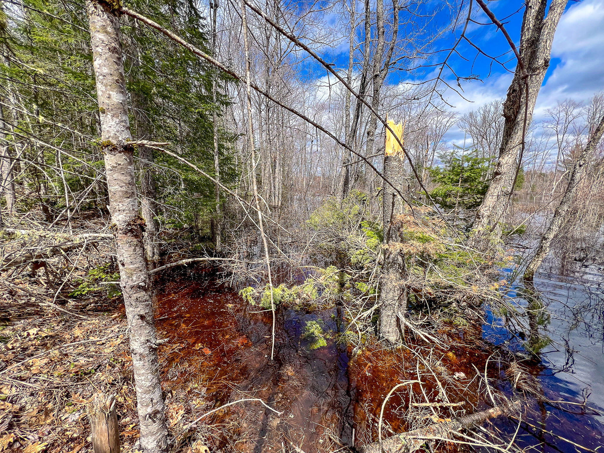 Lot 14-1 Pine Road Greenbush, ME 04418 - Photo 12 of 17 IMG_3785