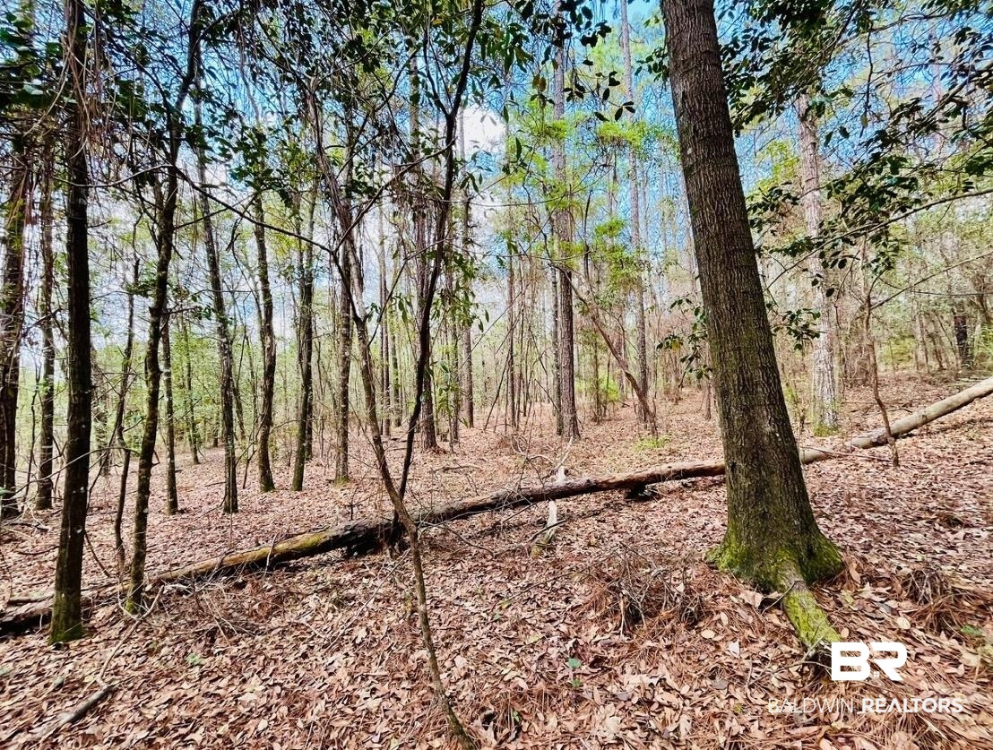 2 Phillipsville Road Bay Minette, AL 36507 - Photo 1 of 4 View of local wilderness