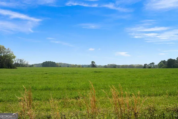 a view of a green field with plants and a large tree