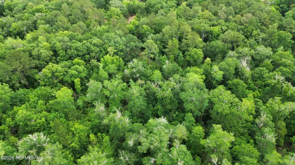 a view of a lush green forest with lots of trees