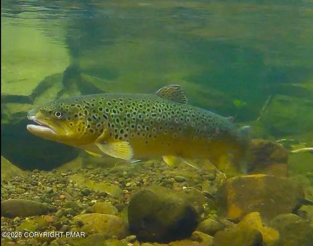 $699,000 | 136 Falls Drive, Buck Hill Falls, PA 18326