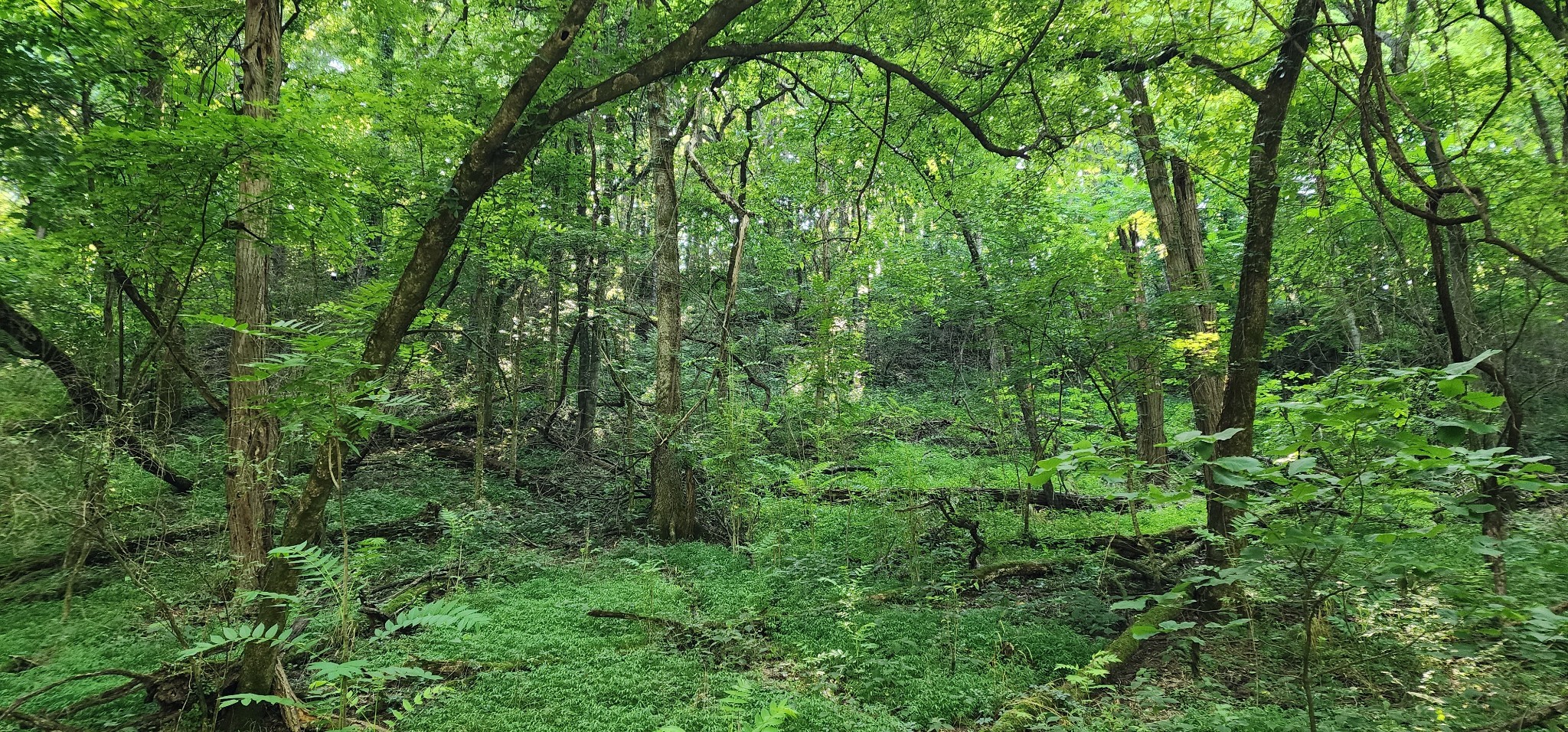 4002 Rippey Lake Road Mount Pleasant, TN 38474 - Photo 39 of 43 a view of a lush green forest