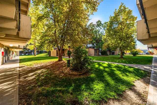 a view of a park with large trees