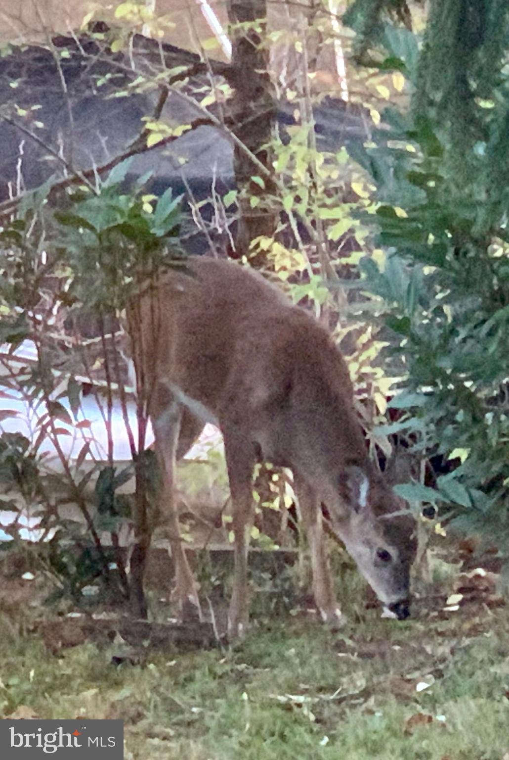 11999 Manning Road Manassas, VA 20112 - Photo 66 of 76 a backyard of a house with lots of green space