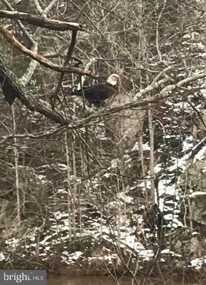 11999 Manning Road Manassas, VA 20112 - Photo 67 of 76 a picture of a tree