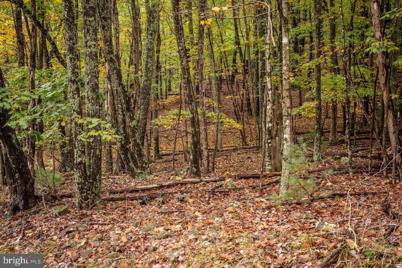 0 Dry Run Road Brandywine, WV 26802 - Photo 4 of 33