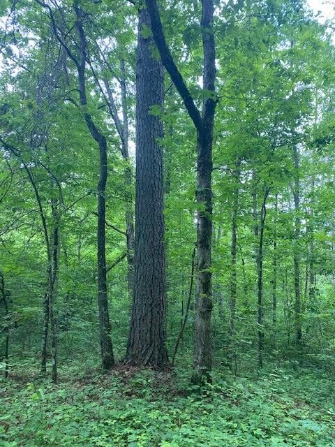 50 Stancil Green Road Whitwell, TN 37397 - Photo 5 of 7 Gallery Image 5