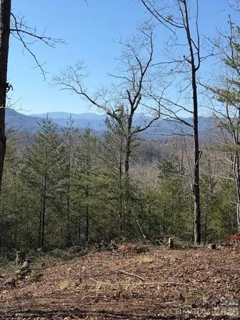 a view of a forest filled with trees