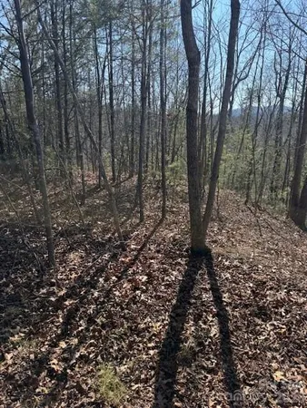 a view of a forest with trees