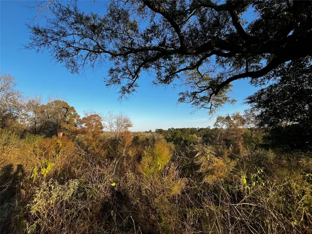 a view of a tree in a yard