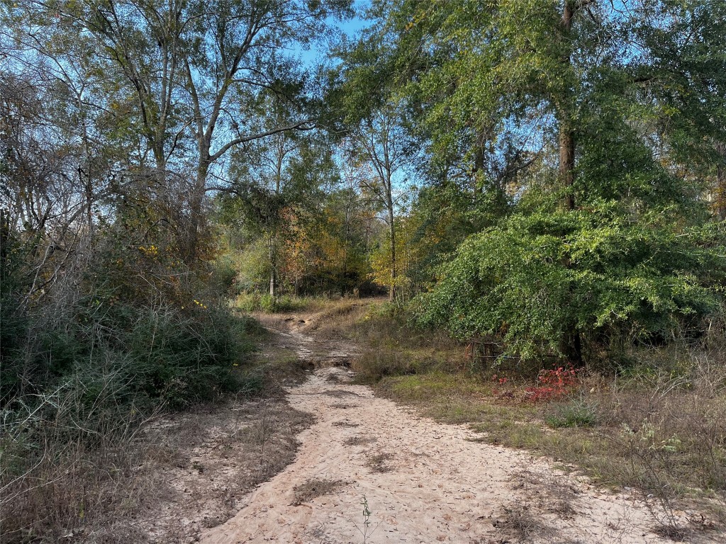 231 County Road 2190 Cleveland, TX 77327 - Photo 12 of 35 a view of a dirt road with trees in the background