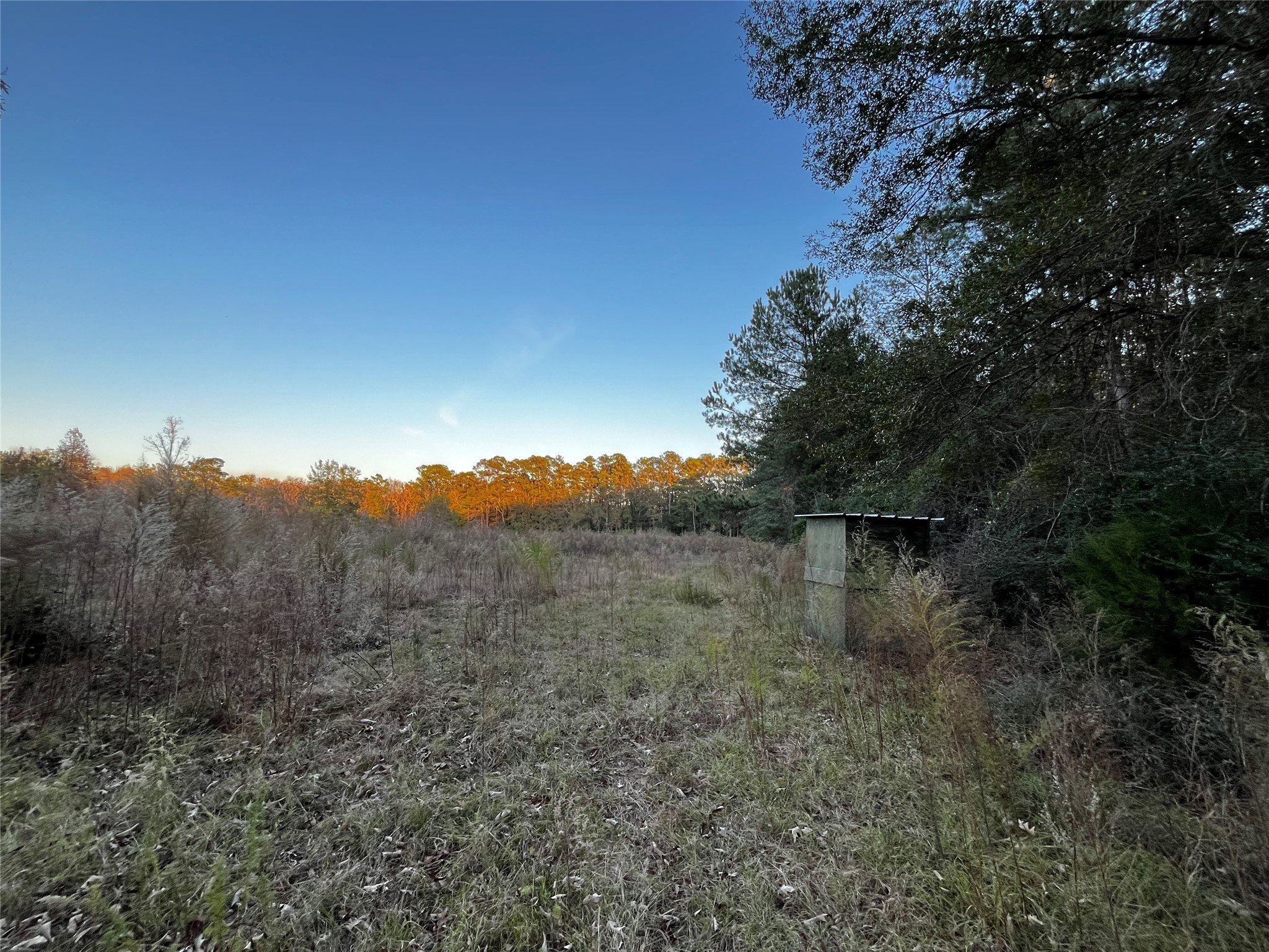 231 County Road 2190 Cleveland, TX 77327 - Photo 13 of 35 a view of a yard with a tree